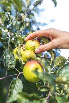 Closeup of harvesting apples