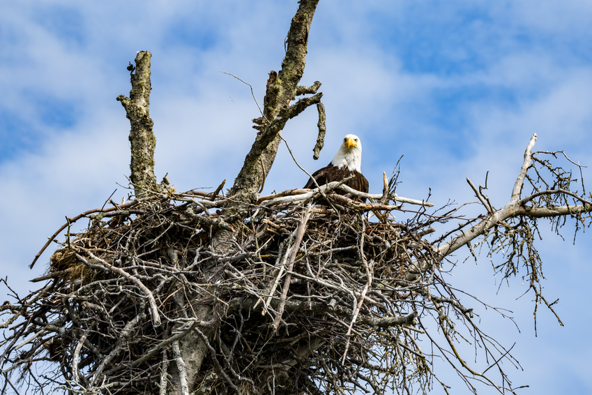 Bald Eagle in it's Nest homer spit alaska